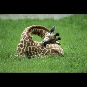 Meet your Posher, Gwen